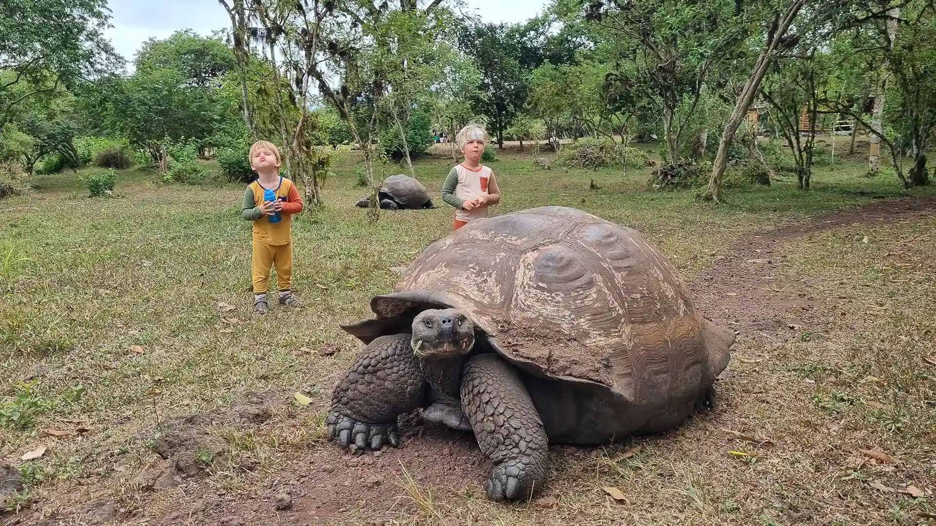 Charlie et Léon les enfants du Mama Beluga sont sur l'île de Santa Cruz en compagnie de deux tortues géantes des Galapagos