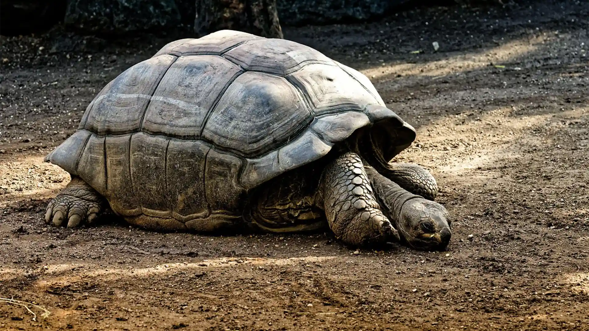 Une tortue géante de l'île des galapagos, à Santa Cruz